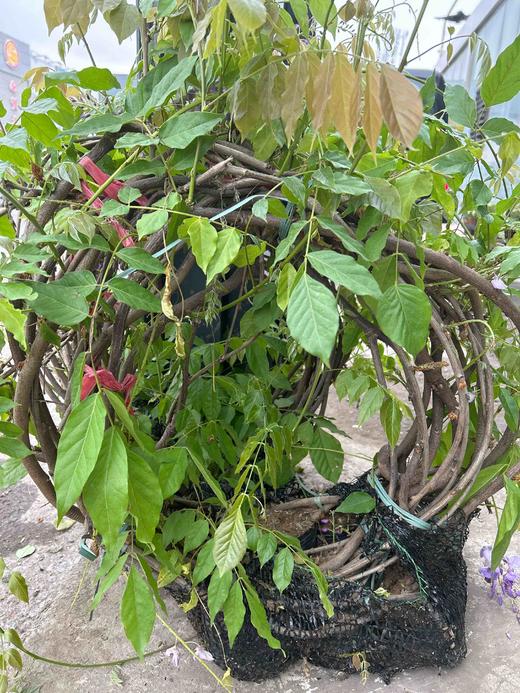 【2026.4.9绿植现货】紫藤老桩40（新疆户外可过冬 现货，下单即可到店自提） 商品图8