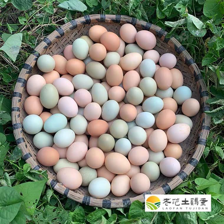 九华山土鸡蛋  九华山直发包邮