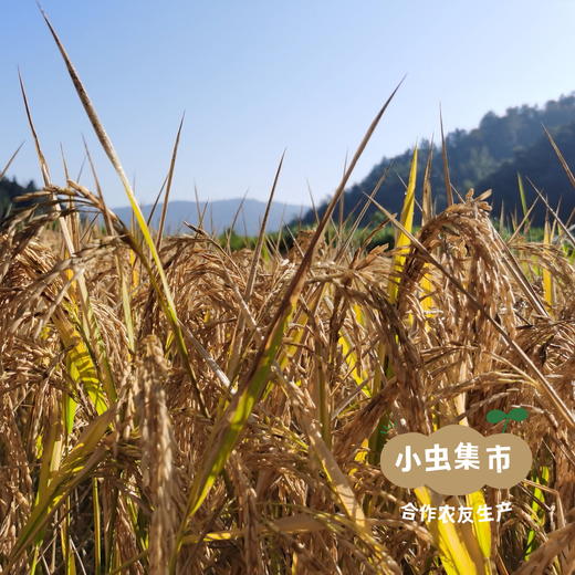 生态磨浆米线 500g/袋 | 合作农友生产，产自福建南平，生产者：江禄 &【公平贸易农人定价】 商品图4