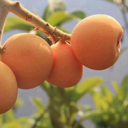 冰糖枇杷，柔软多汁，肉厚核小，甜润爆表的枇杷 商品图0