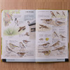 鸟类行为图鉴：近500个鸟种，1000余幅手绘图，专注鸟类行为，让野外辨鸟更方便！ 商品缩略图2