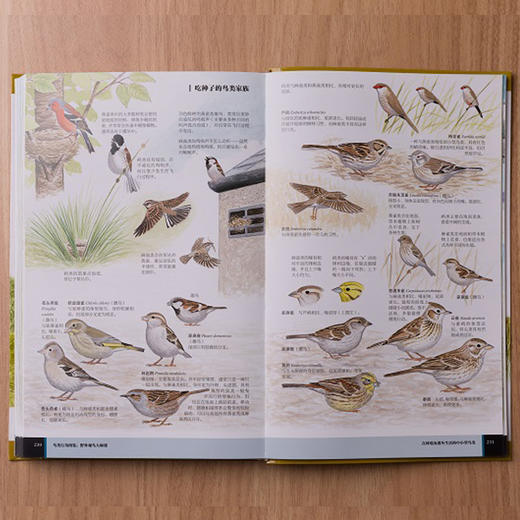 鸟类行为图鉴：近500个鸟种，1000余幅手绘图，专注鸟类行为，让野外辨鸟更方便！ 商品图2