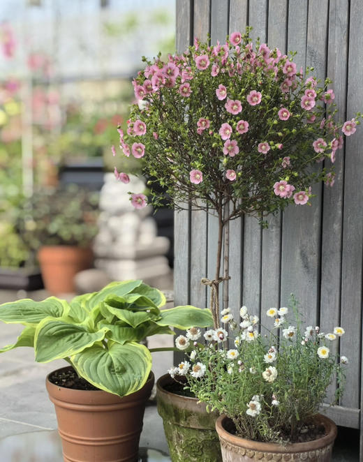 【绿植现货】1.5加仑小木槿棒棒糖80（现货，下单即可到店自提） 商品图3