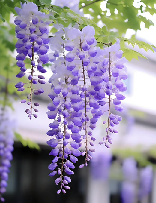 【2026.4.9绿植现货】紫藤老桩40（新疆户外可过冬 现货，下单即可到店自提） 商品图2