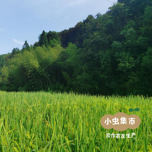 生态磨浆米线 500g/袋 | 合作农友生产，产自福建南平，生产者：江禄 &【公平贸易农人定价】 商品图12