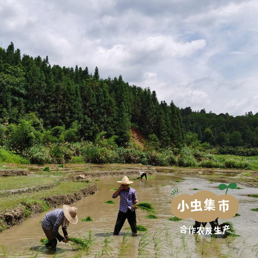 生态磨浆米线 500g/袋 | 合作农友生产，产自福建南平，生产者：江禄 &【公平贸易农人定价】 商品图7