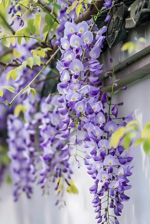 【2026.4.9绿植现货】紫藤老桩40（新疆户外可过冬 现货，下单即可到店自提） 商品图1