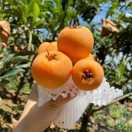 四川汉源老品种枇杷， 每年沐浴2000+小时以上的阳光 这里出产最甜的枇杷，农家肥种植，不催熟，无激素药，香甜可口，汁水丰盈，细腻化渣。古老的味道，自然的味道！400克/盒 商品图1