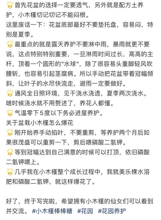 【绿植现货】1.5加仑小木槿棒棒糖80（现货，下单即可到店自提） 商品图4