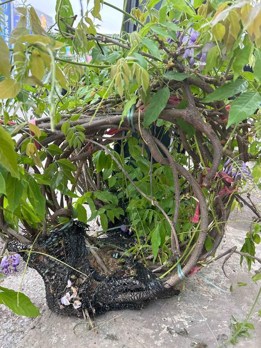 【2026.4.9绿植现货】紫藤老桩40（新疆户外可过冬 现货，下单即可到店自提） 商品图7