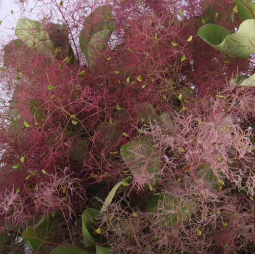 雾中情人 商品图3