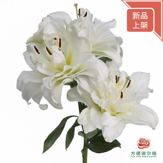 百合-暴风雪 5枝一扎-有香味 商品图0