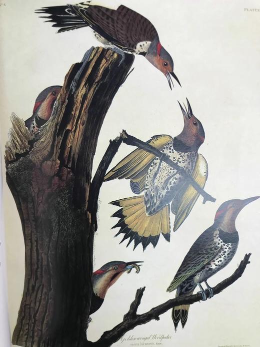 奥杜邦的生命世界 114幅彩色插图 精装大16开 商品图7