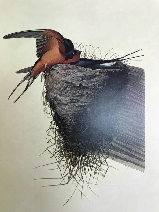 奥杜邦的生命世界 114幅彩色插图 精装大16开 商品图4