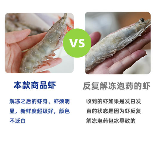 【厄瓜多尔白虾】鲜活捕捞 肉质饱满 q弹紧实 1.65kg 商品图3