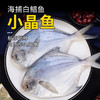 小晶鱼【白鲳鱼】1200±10g 商品缩略图0