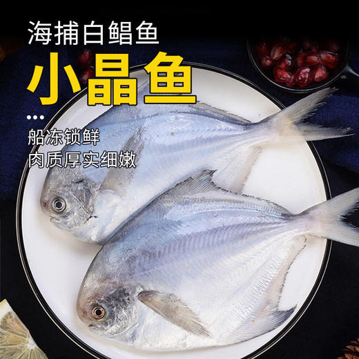 小晶鱼【白鲳鱼】1200±10g 商品图0