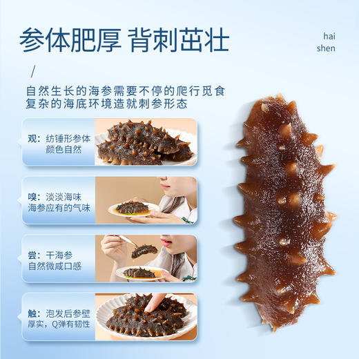 【正宗同仁堂品牌】北京同仁堂  总统牌 净制海参（干海参）165克（71-90头/500克） 去砂嘴 去内脏  参体肥厚SY 商品图4