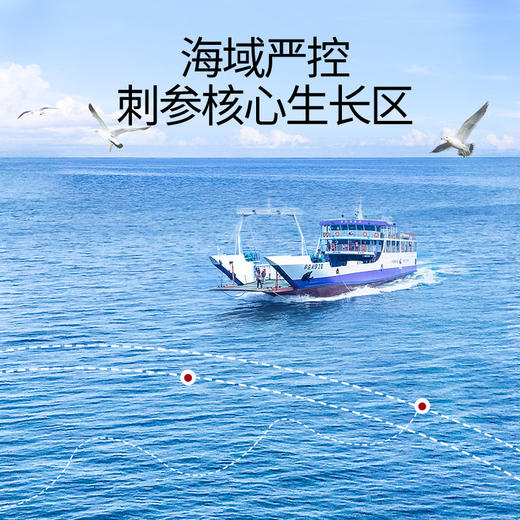 【正宗同仁堂品牌】北京同仁堂 总统牌净制海参（干海参）135克（91-110头/500克）去砂嘴 去内脏 参体肥厚SY 商品图2