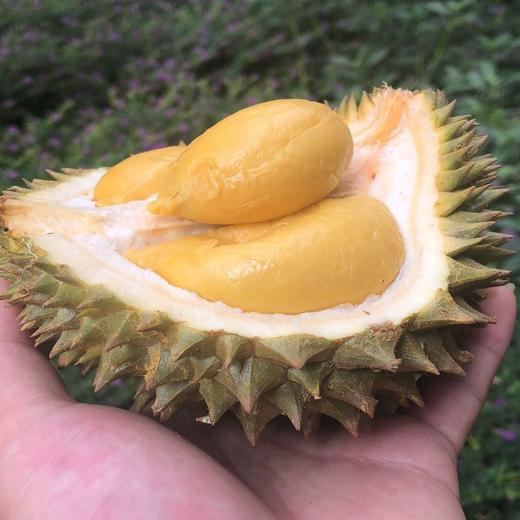 泰国托曼尼巴掌榴莲 猫山王巴掌榴莲 商品图2