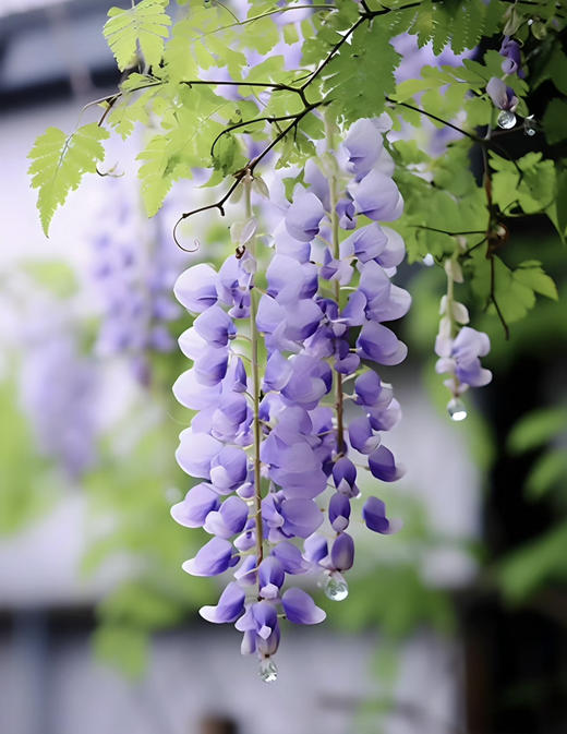 【2026.4.9绿植现货】紫藤老桩40（新疆户外可过冬 现货，下单即可到店自提） 商品图4