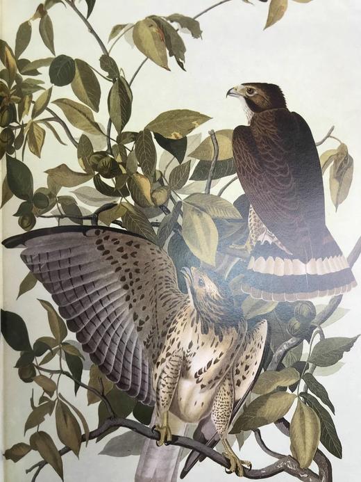 奥杜邦的生命世界 114幅彩色插图 精装大16开 商品图13