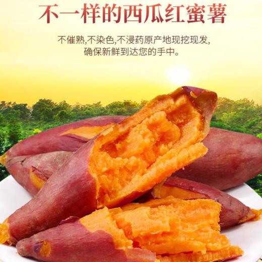 甄源|特惠|广西西瓜红蜜薯4.5-5斤中小薯单果50-150g大果150g+ 商品图2