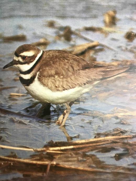 奥杜邦的生命世界 114幅彩色插图 精装大16开 商品图10