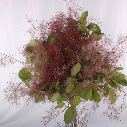 雾中情人 商品图0