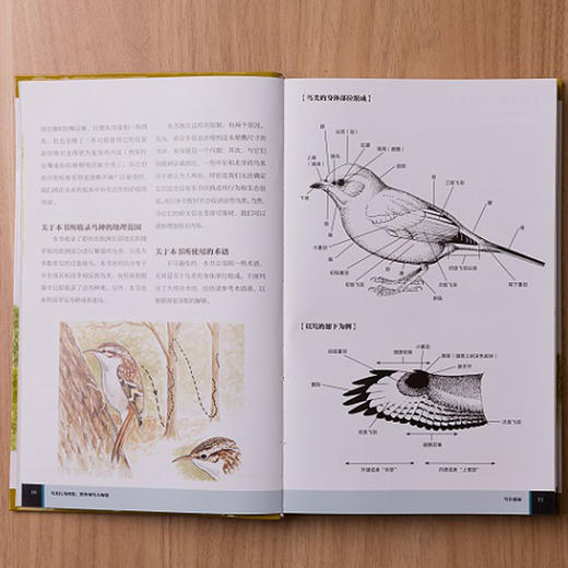 鸟类行为图鉴：近500个鸟种，1000余幅手绘图，专注鸟类行为，让野外辨鸟更方便！ 商品图3