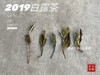 2019白露茶，又清，又鲜，又甜，又凉沁沁！ 商品缩略图4