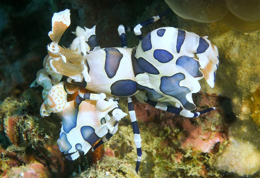 小丑虾 商品图0