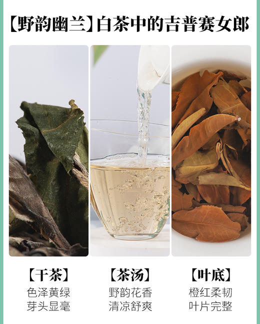 凤宁号 | 2024年 白茶集合装5g*10泡（50g） 商品图3
