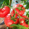 【陕西】普罗旺斯水果西红柿 个大 人工采摘 美味爽口 商品缩略图4