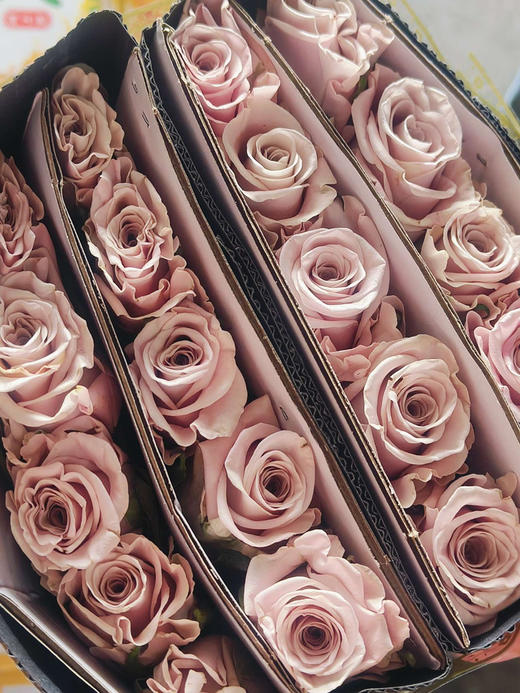 复古色玫瑰，有点粉又有点像卡布奇诺，总之很雅致！福利价！20支/束 商品图0