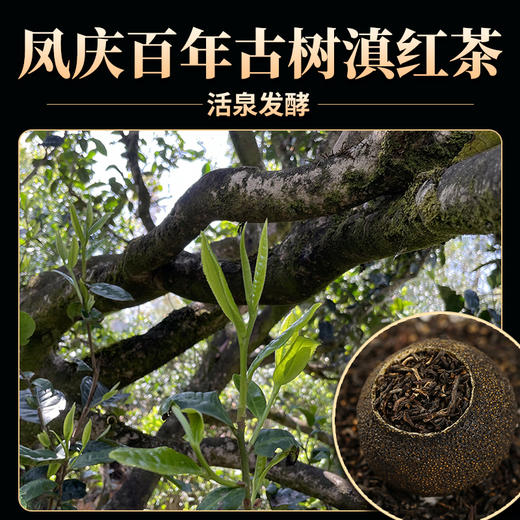 凤宁号【滇红小青柑】250克*2袋  共1斤装 商品图3