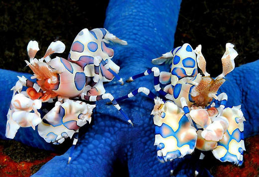 小丑虾 商品图2