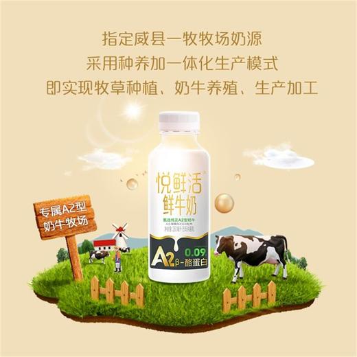 悦鲜活A2β酪蛋白鲜牛奶260ML和450ML2种选择 商品图1