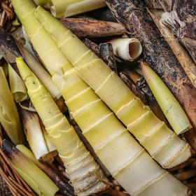 野生浙江春笋| 合作生产* Wild spring bamboo shoot | Coproduction