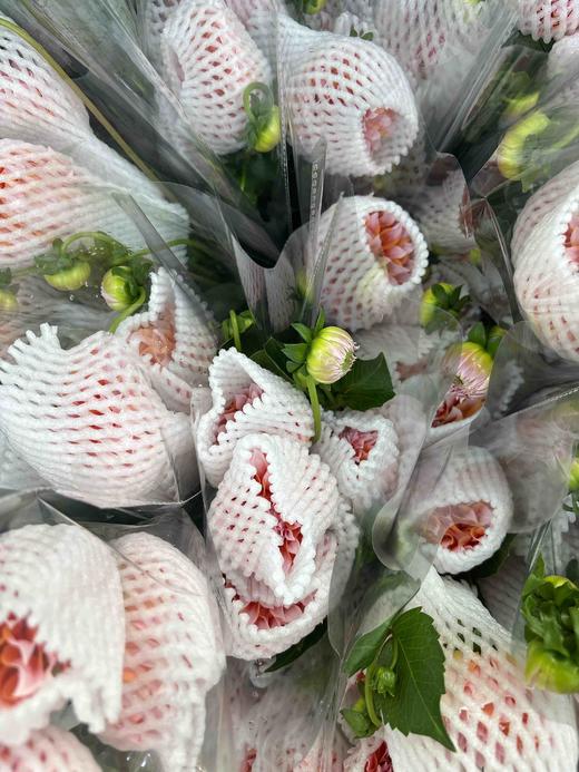 【新花派】大丽花-奶油桃子 约5枝/扎（爆款） 商品图8