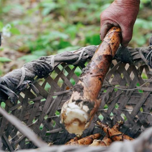 野生浙江春笋| 合作生产* Wild spring bamboo shoot | Coproduction 商品图2
