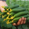【昌西公社】生态蔬菜基地水果黄瓜新鲜现摘清脆爽口当季水果小黄瓜净重5斤 商品缩略图2
