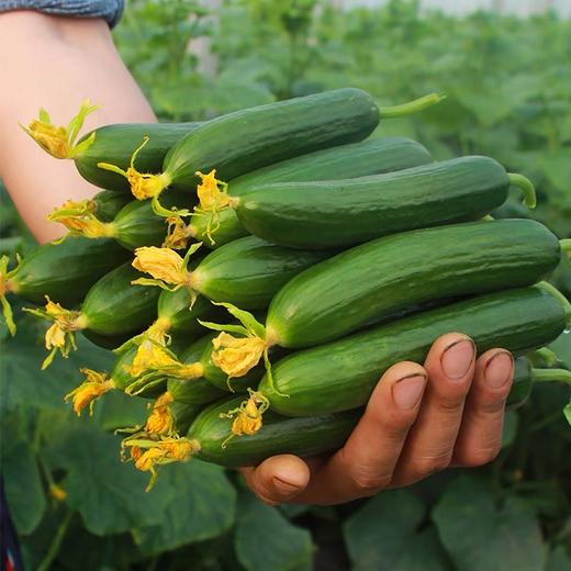 【昌西公社】生态蔬菜基地水果黄瓜新鲜现摘清脆爽口当季水果小黄瓜净重5斤 商品图2