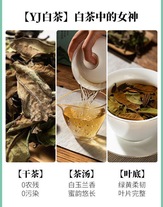 凤宁号 | 2024年 白茶集合装5g*10泡（50g） 商品图4