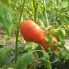 【陕西】普罗旺斯水果西红柿 个大 人工采摘 美味爽口 商品缩略图2