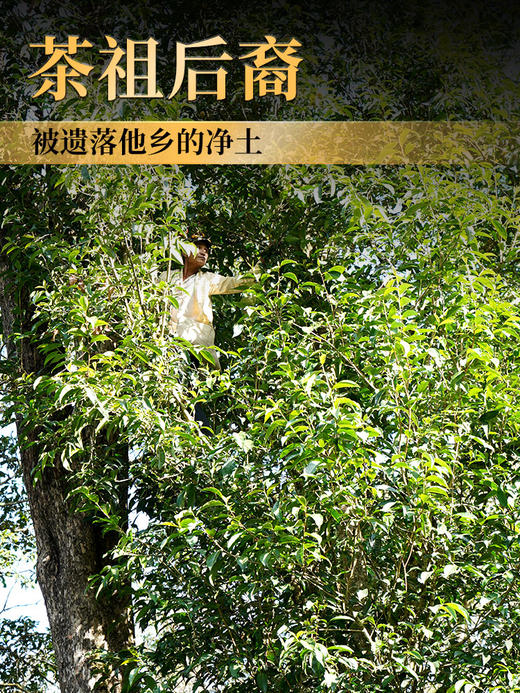 2024年春茶【班章王】千年树龄30米高杆古树，超越古树老班章的存在，仅古寨春茶友可享受到的神仙口感古茶，性价比天花板！拍5发6拍20发25 商品图1
