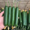 【昌西公社】生态蔬菜基地水果黄瓜新鲜现摘清脆爽口当季水果小黄瓜净重5斤 商品缩略图3