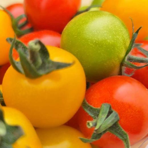 新疆三色爆汁樱桃小番茄 爆汁盈口 鲜爽无比 商品图4