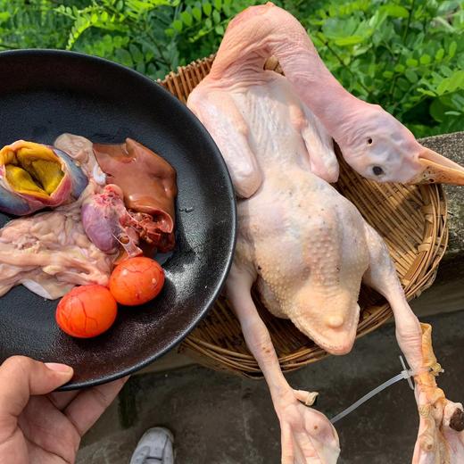 永新生态稻田放养老鸭三年老母鸭散养土鸭现杀煲汤营养 商品图3