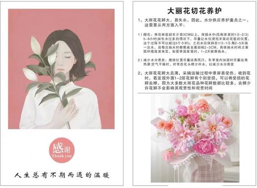 【新花派】大丽花-奶油桃子 约5枝/扎（爆款） 商品图6